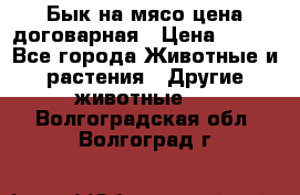 Бык на мясо цена договарная › Цена ­ 300 - Все города Животные и растения » Другие животные   . Волгоградская обл.,Волгоград г.